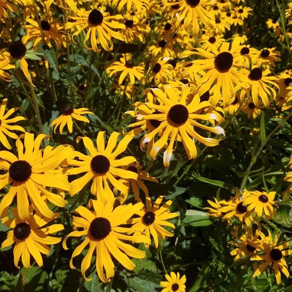 Meet your Posher, Rachel - Picture 1 of 1